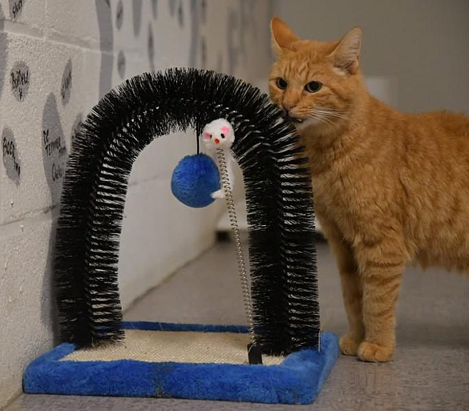 Kattenpraat