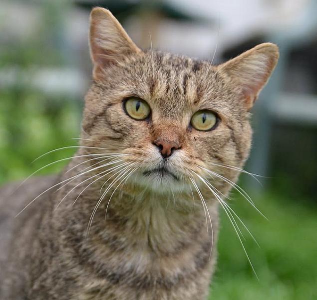 Kattenpraat