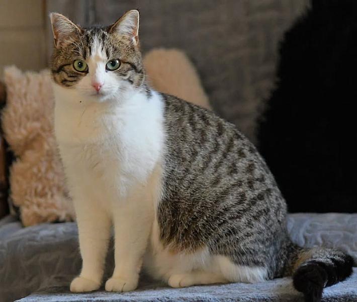 Kattenpraat
