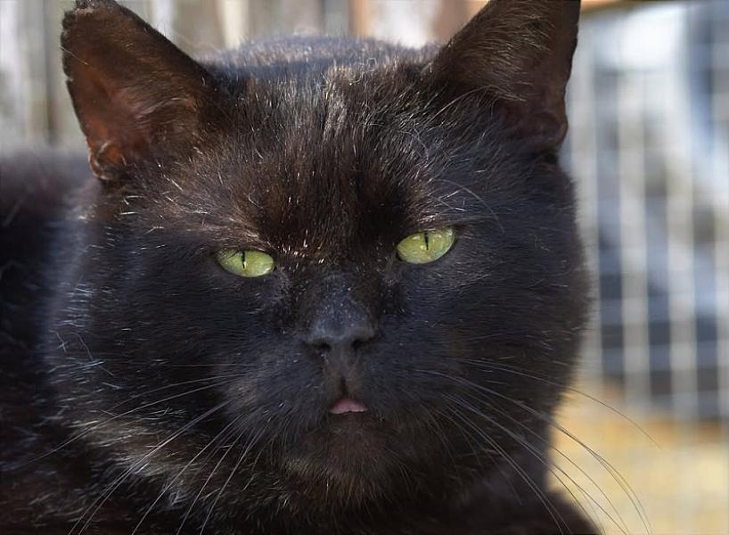 Kattenpraat