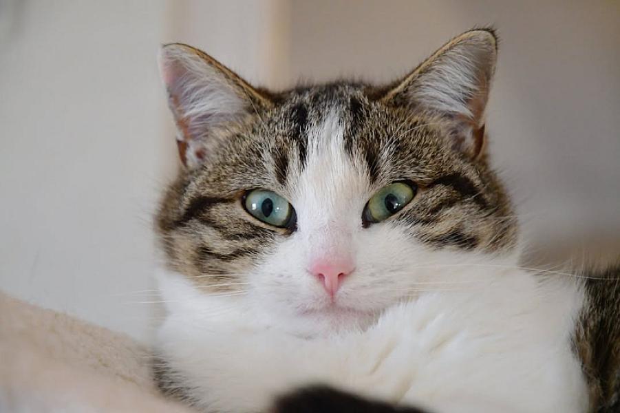Kattenpraat
