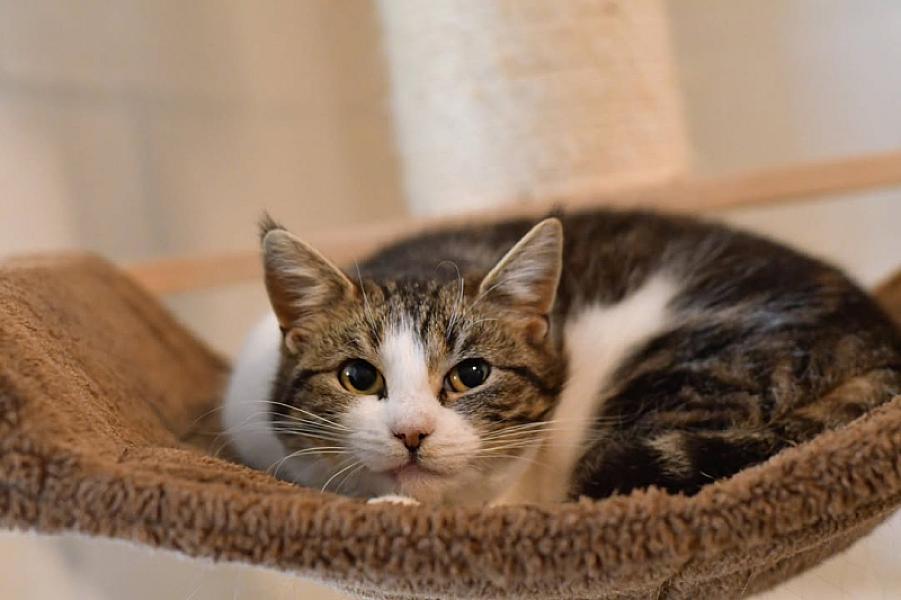 Kattenpraat