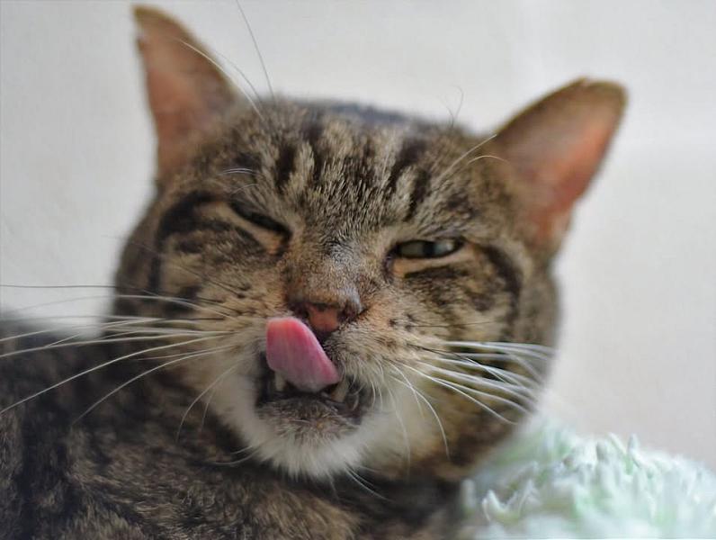 Kattenpraat