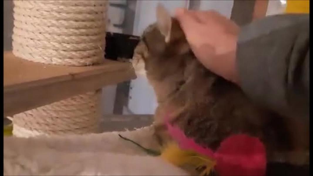 Kattenpraat