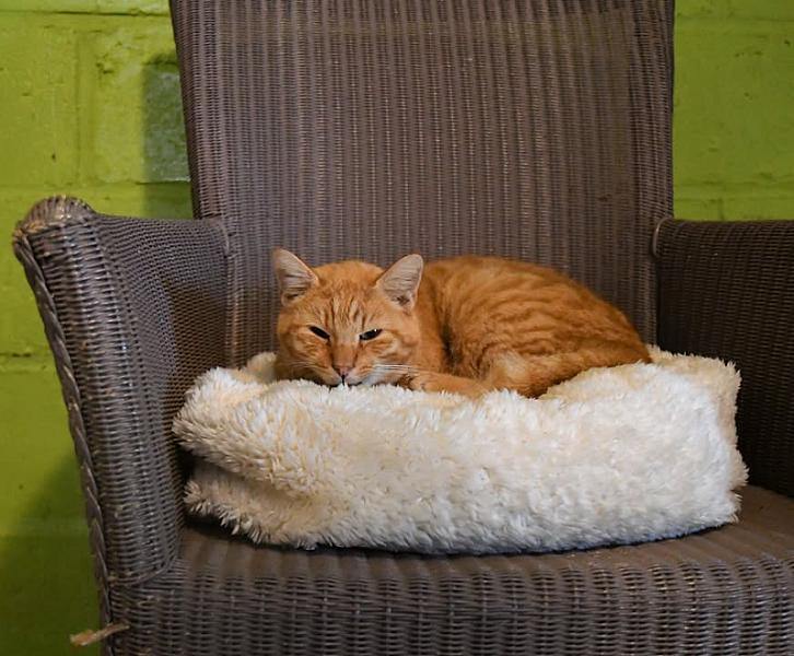 Kattenpraat