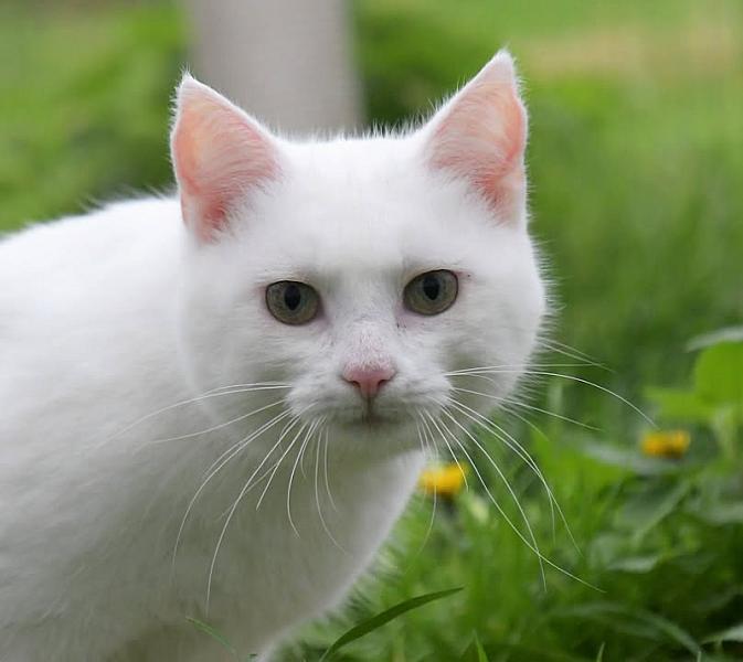 Kattenpraat