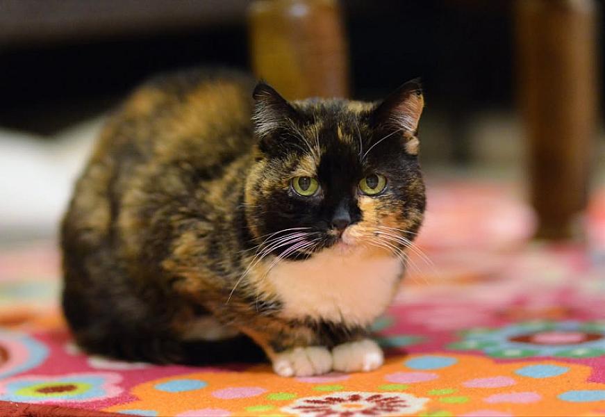 Kattenpraat