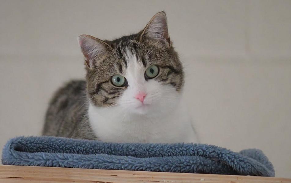 Kattenpraat