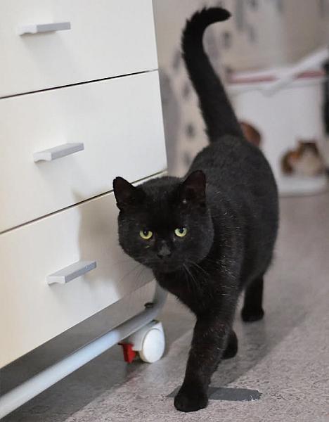 Kattenpraat
