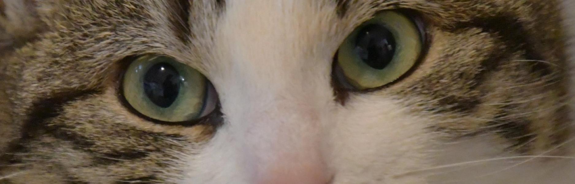 Kattenpraat