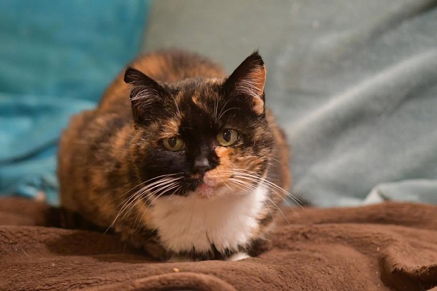 Kattenpraat