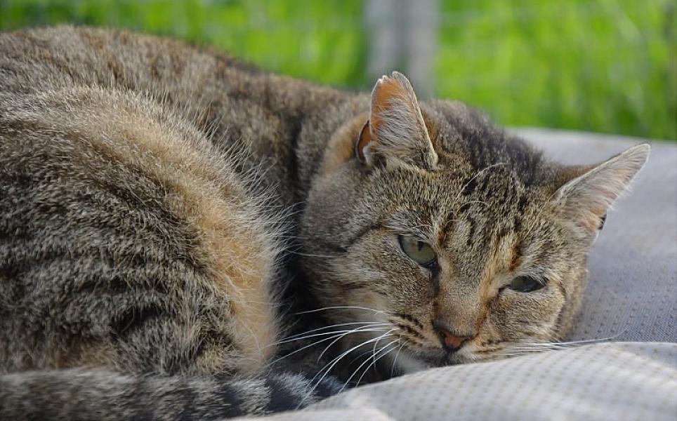 Kattenpraat