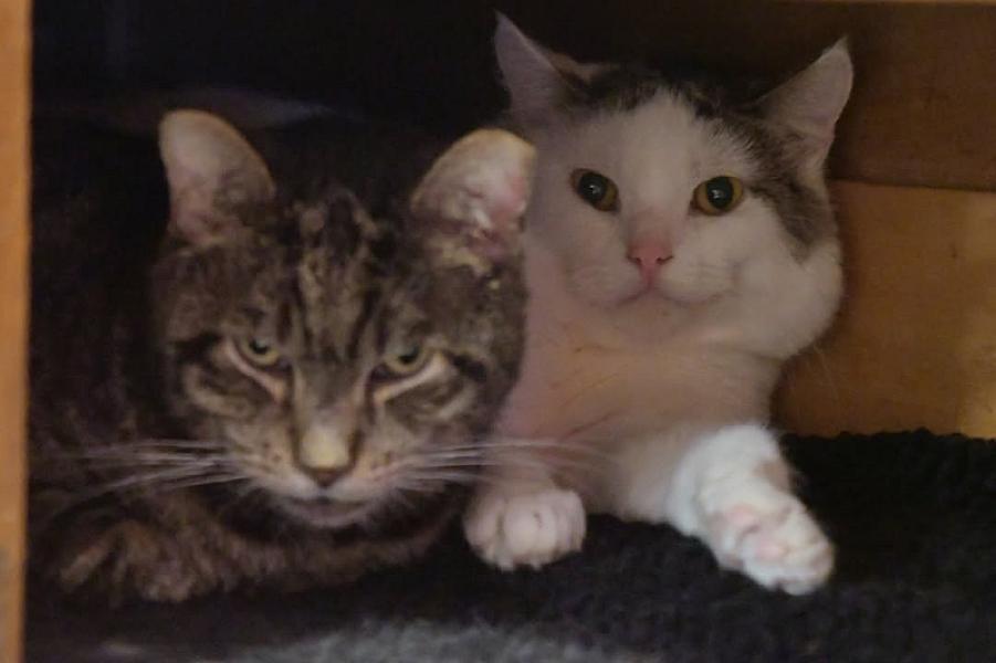 Kattenpraat