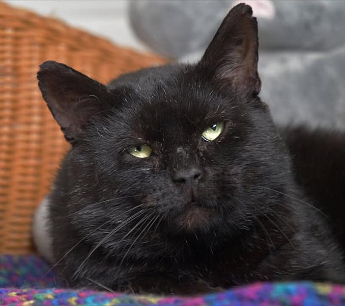Kattenpraat