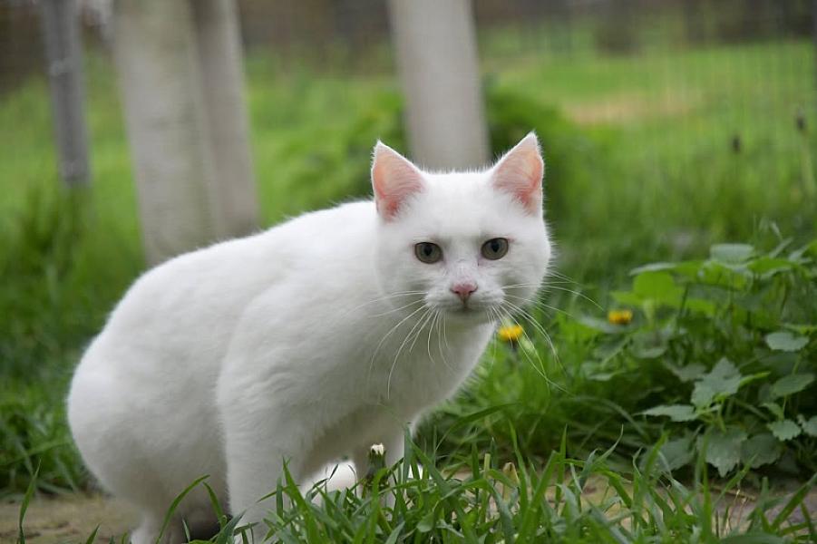 Kattenpraat