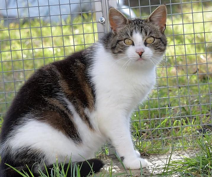 Kattenpraat