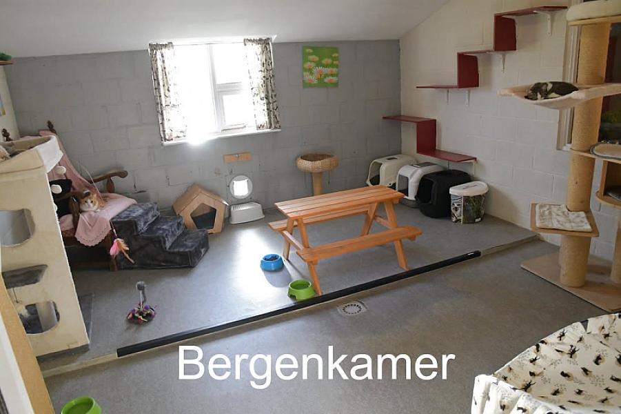 Kattenpraat