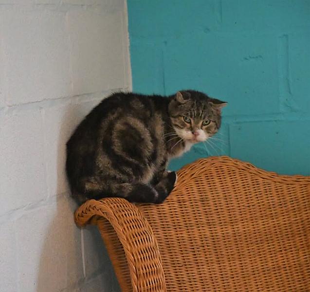 Kattenpraat