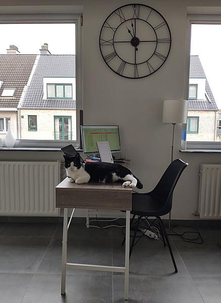 Kattenpraat