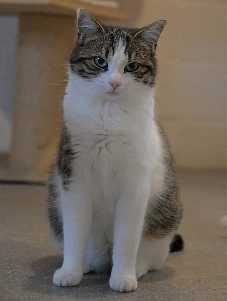 Kattenpraat