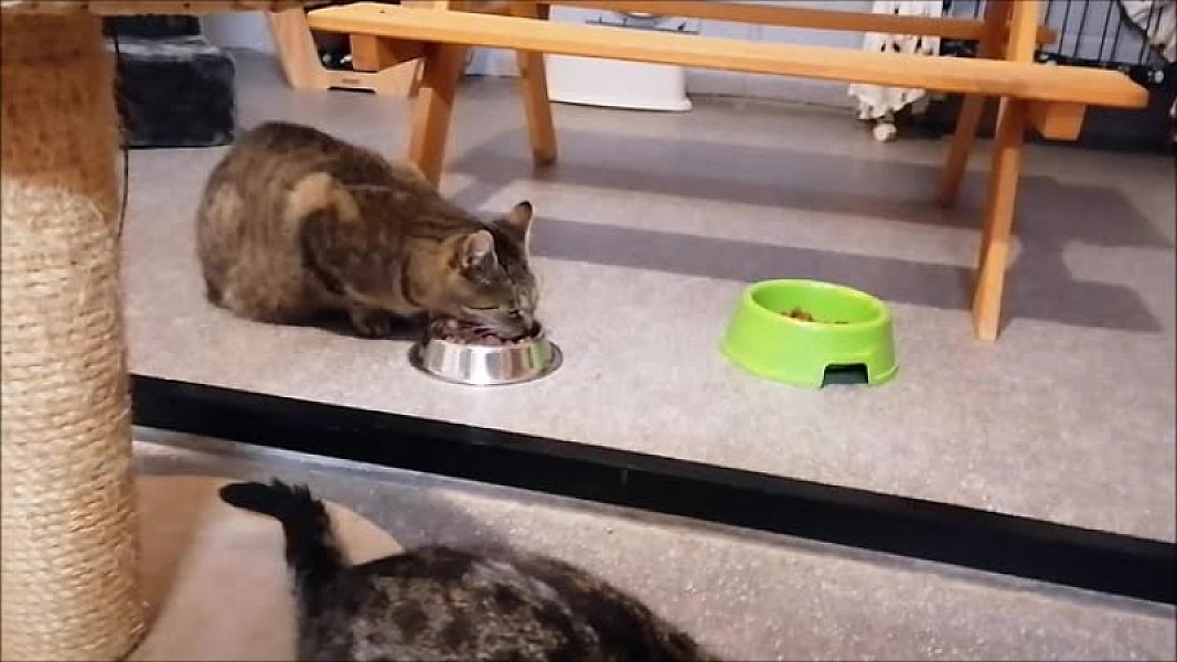 Kattenpraat
