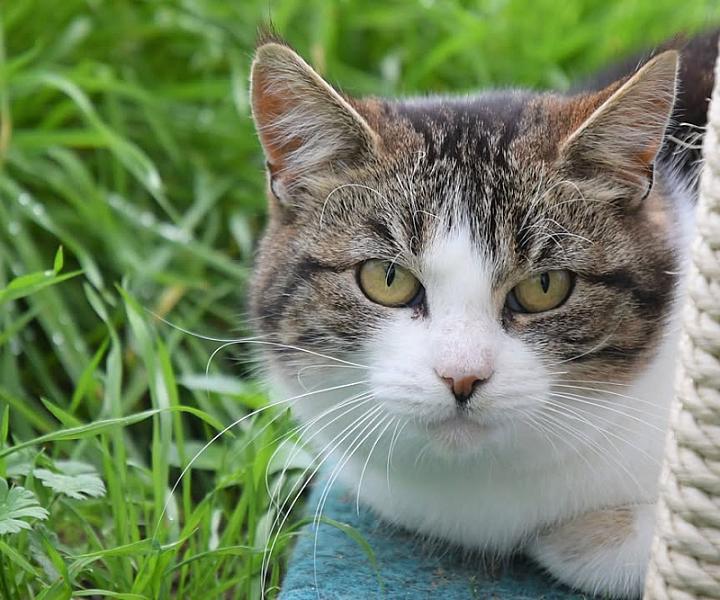 Kattenpraat