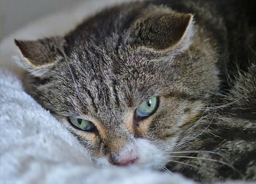 Kattenpraat