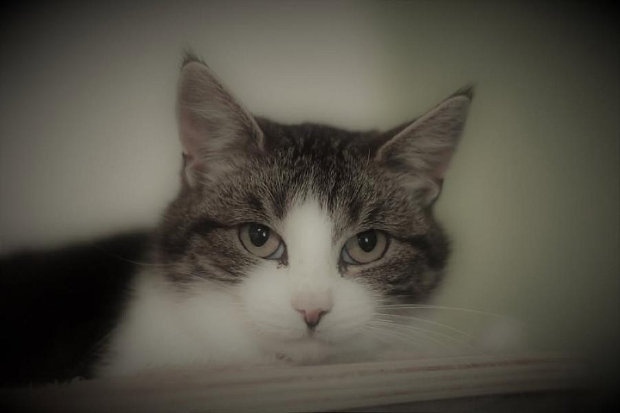 Kattenpraat