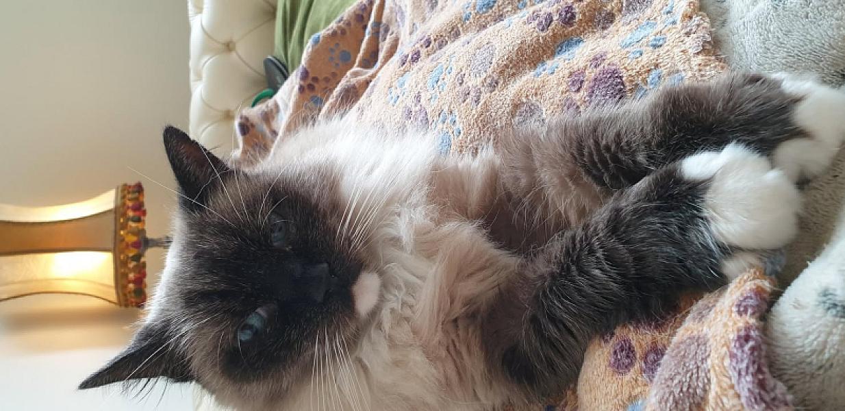 Kattenpraat