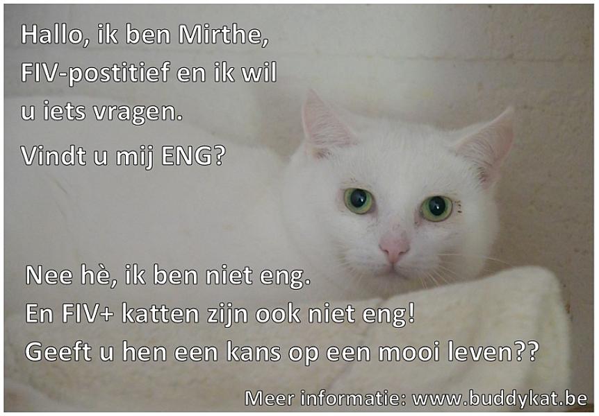 Kattenpraat