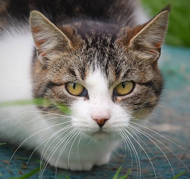 Kattenpraat