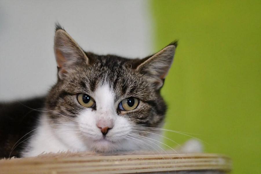 Kattenpraat