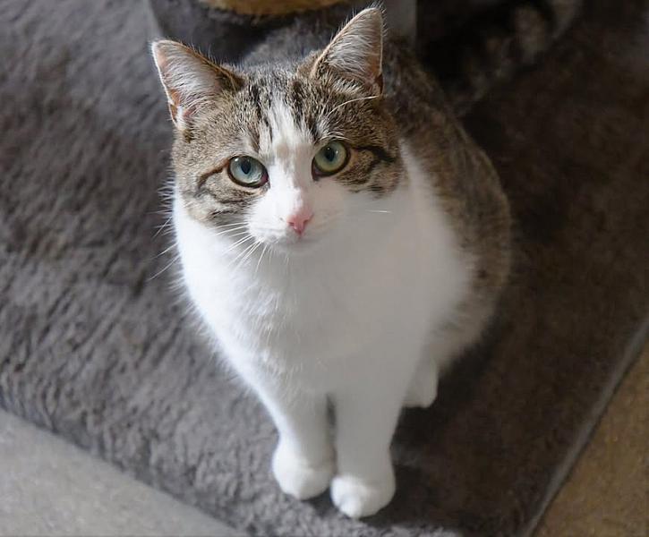 Kattenpraat