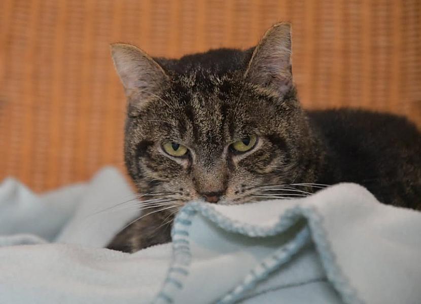 Kattenpraat