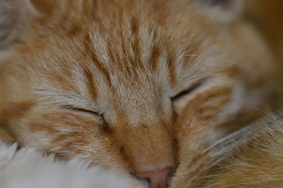 Kattenpraat