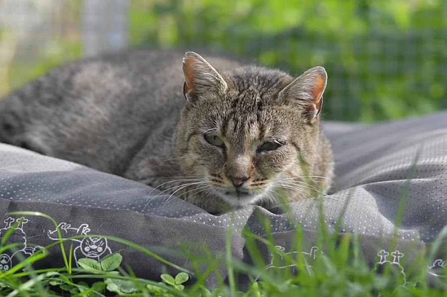 Kattenpraat