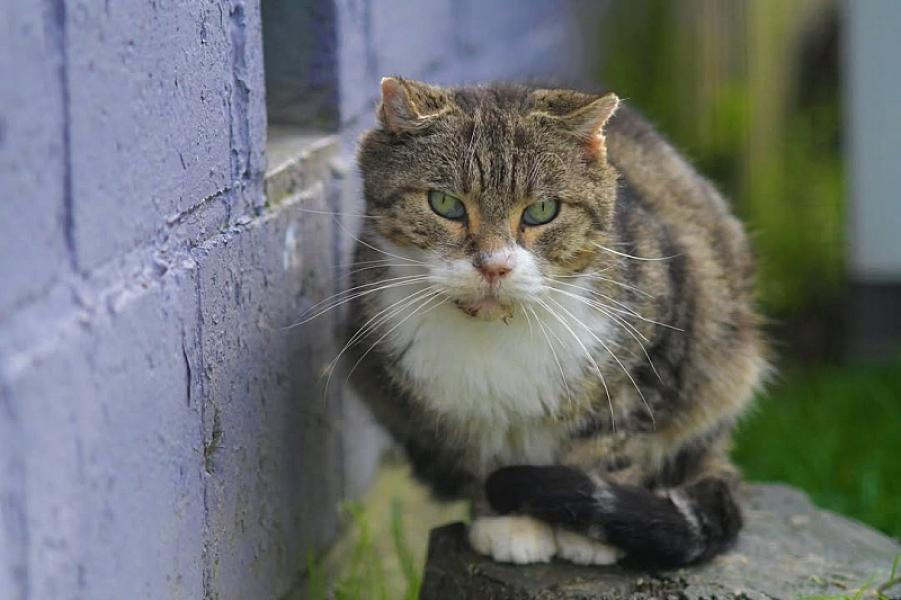 Kattenpraat