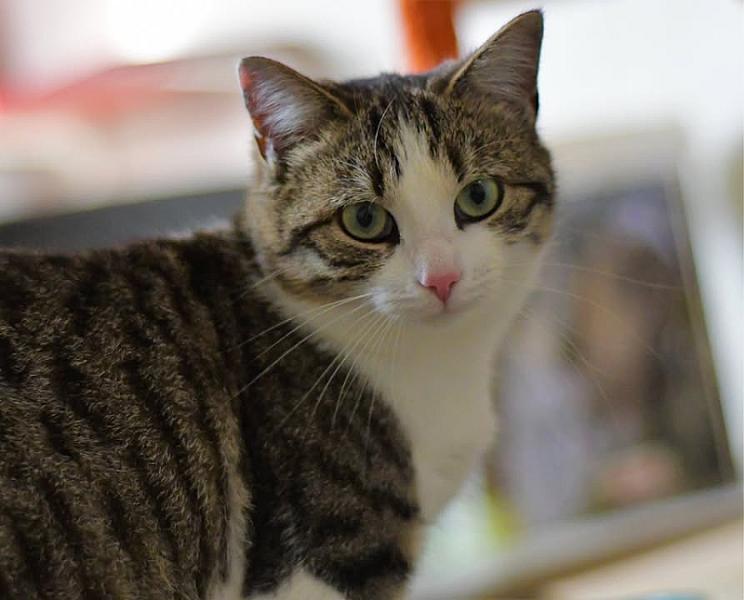 Kattenpraat
