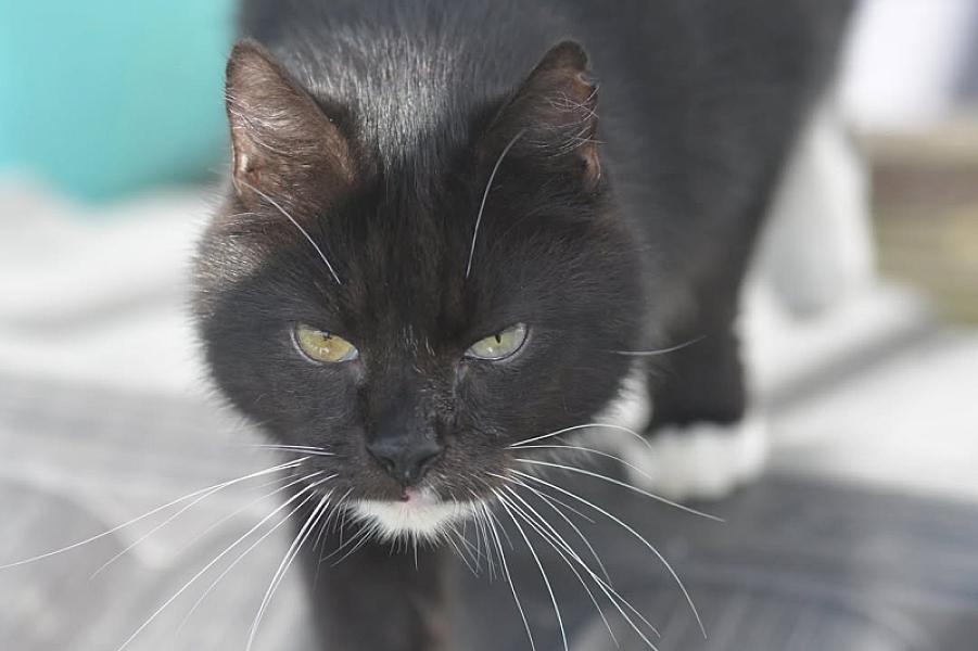 Kattenpraat