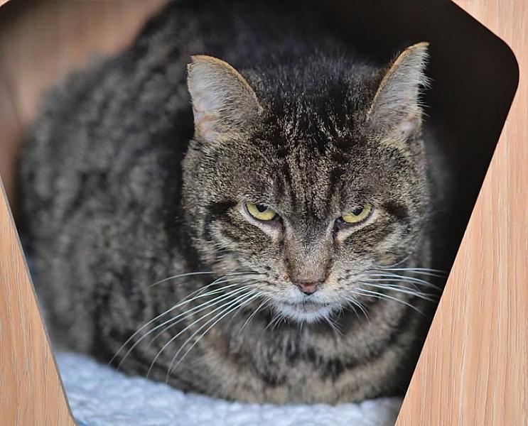 Kattenpraat
