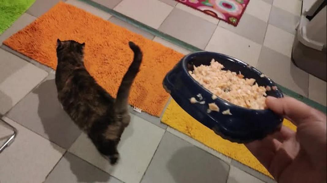 Kattenpraat
