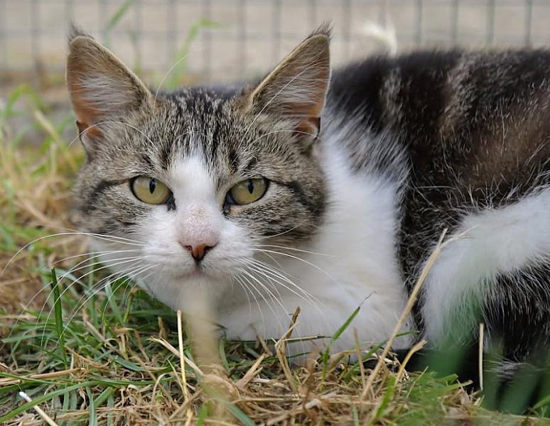 Kattenpraat