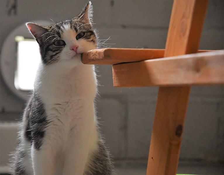 Kattenpraat