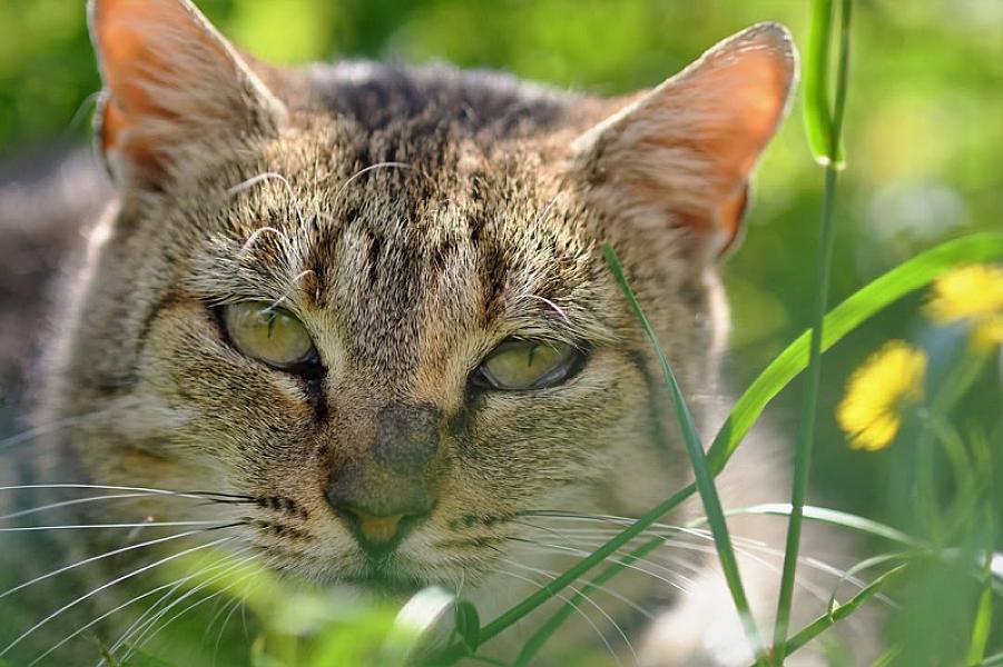 Kattenpraat