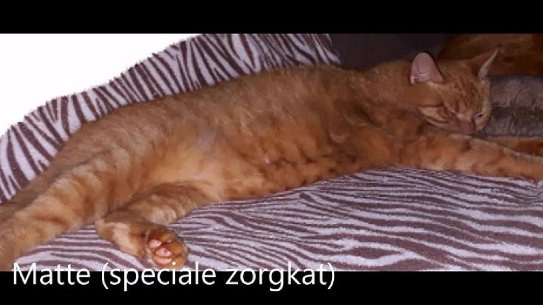 Kattenpraat