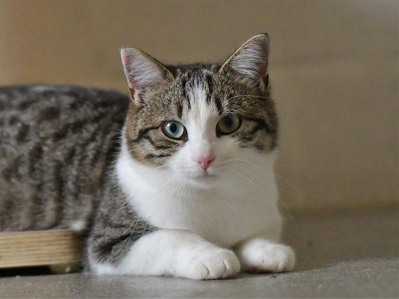 Kattenpraat