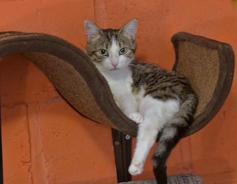 Kattenpraat
