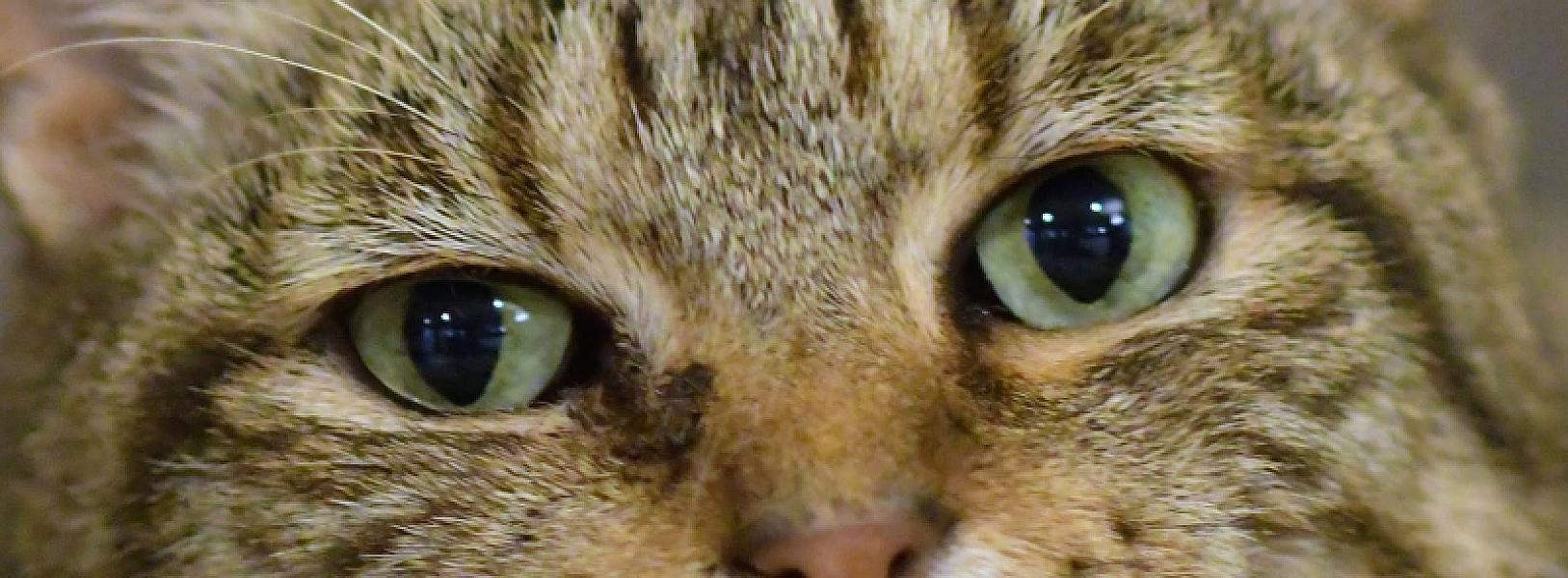 Kattenpraat