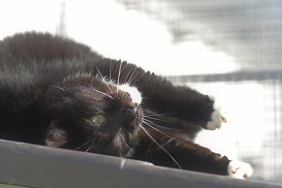 Kattenpraat