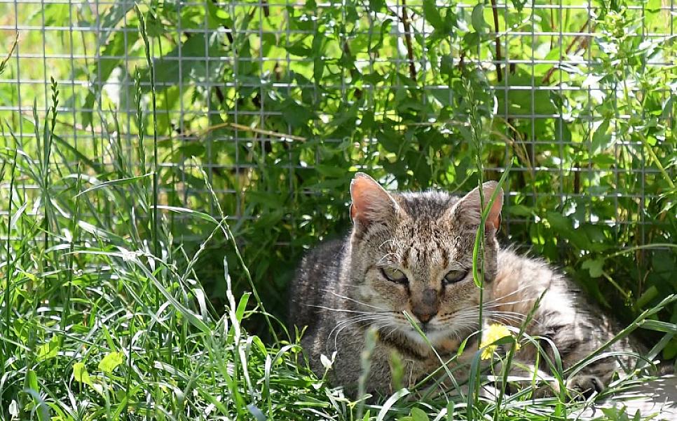 Kattenpraat